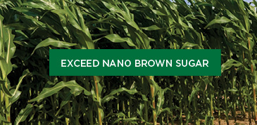 Exceed Nano Brown Sugar